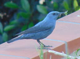 Image of Blue Rock Thrush