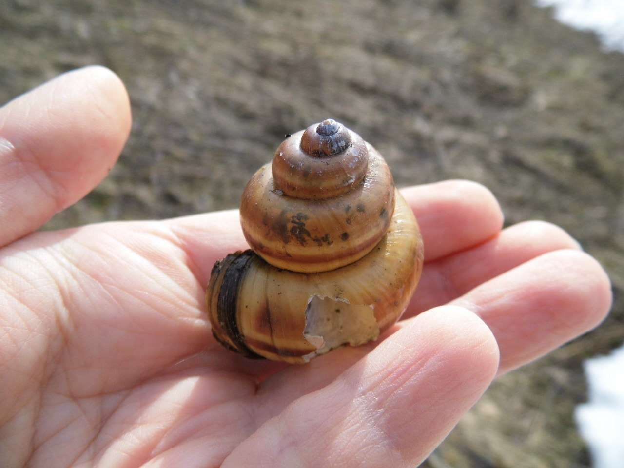 Image of Lister's River Snail