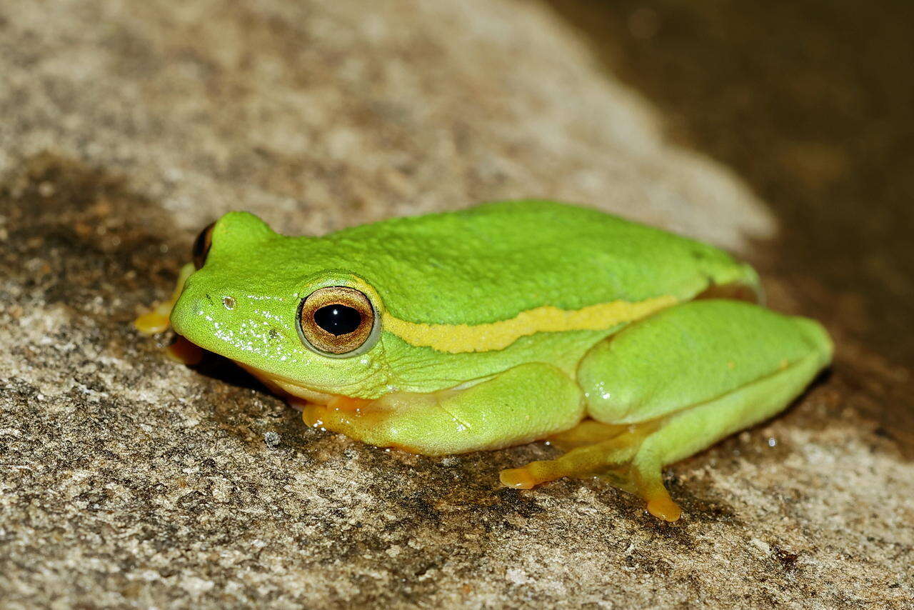 Image of Yellow-striped Reed Frog