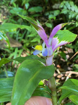 Image de Coleotrype madagascarica C. B. Clarke