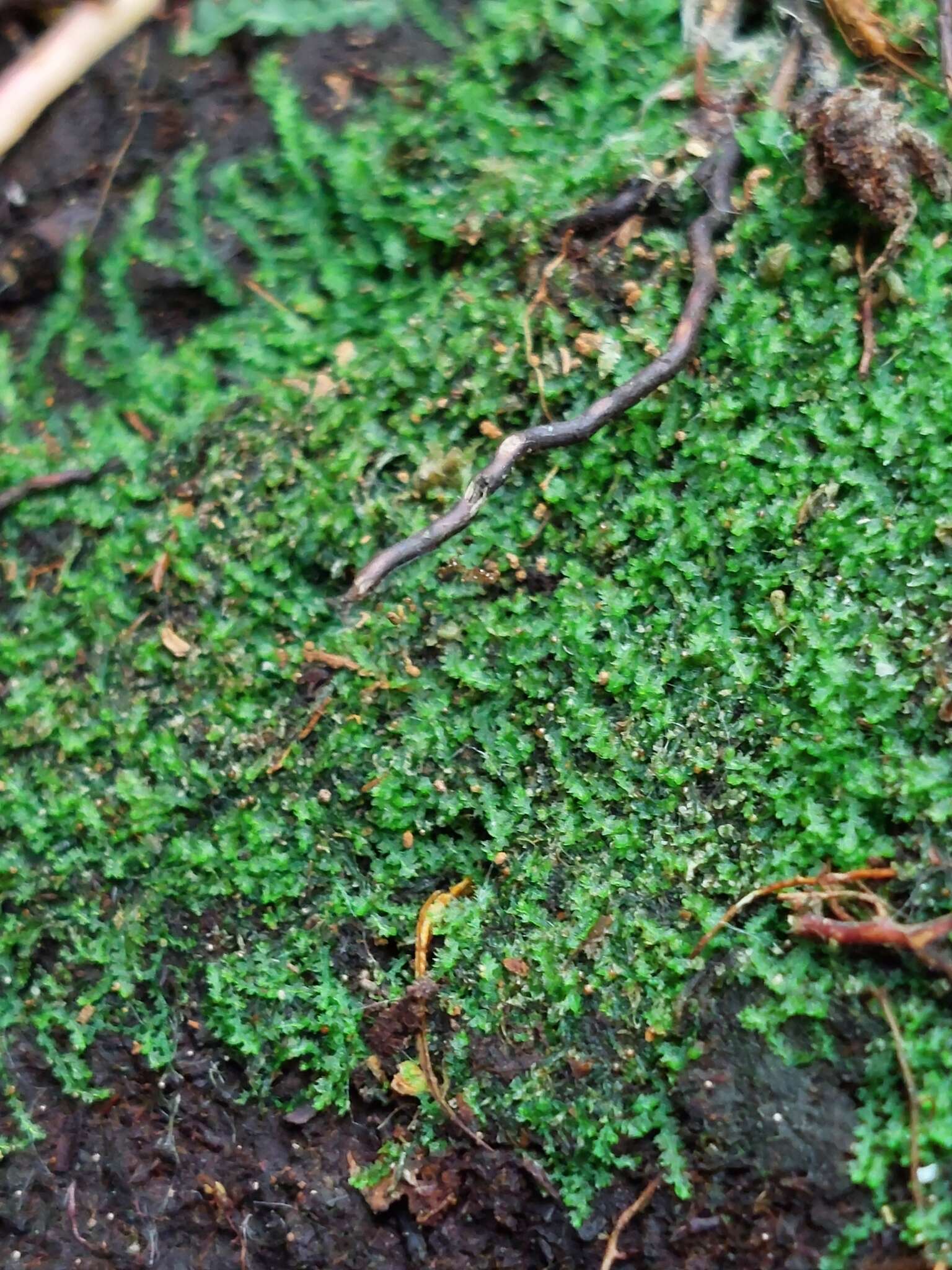 Image of Fuscocephaloziopsis lunulifolia (Dumort.) Vána & L. Söderstr.