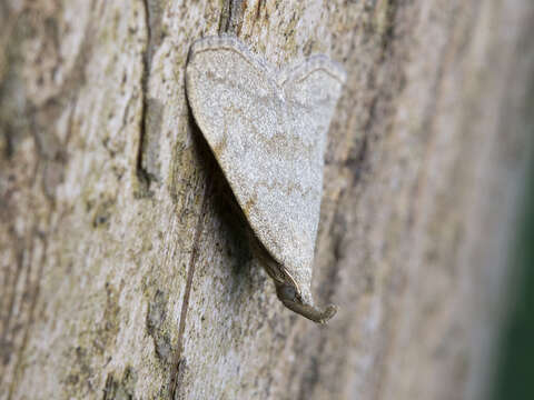 Image of Polypogon strigilata (Linnaeus 1758)