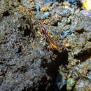 Image of Domene (Canariomene) vulcanica Oromí & Hernández 1986