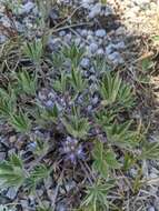 Image of stemless dwarf lupine