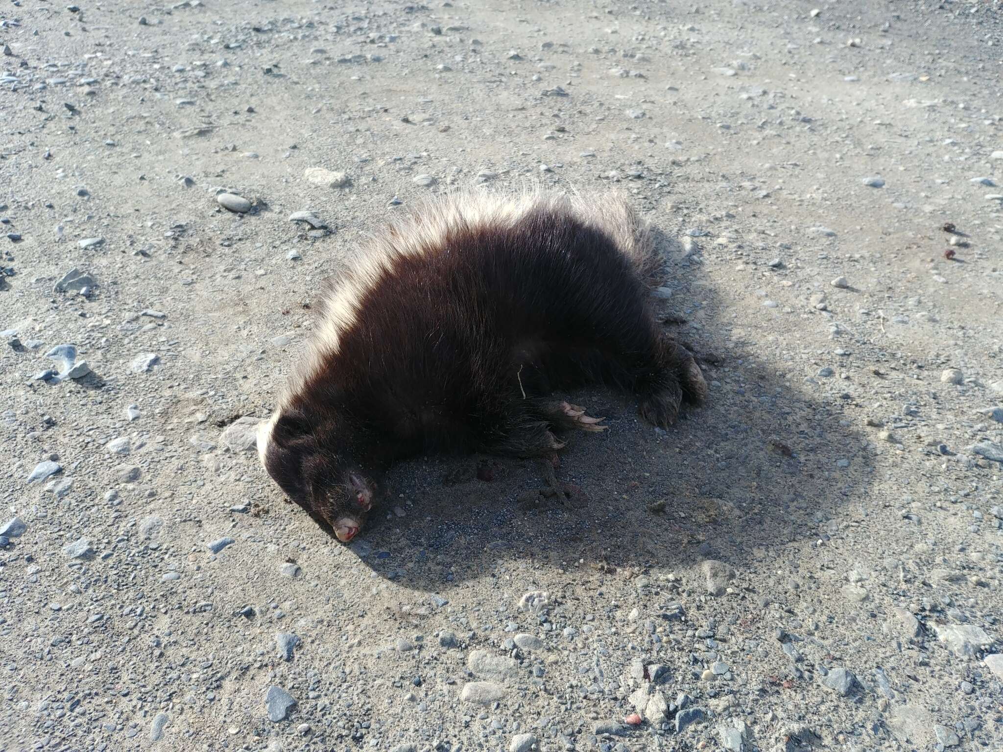 Image of Molina's Hog-nosed Skunk