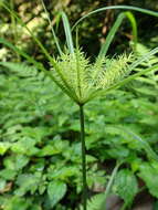 Imagem de Cyperus cyperoides (L.) Kuntze