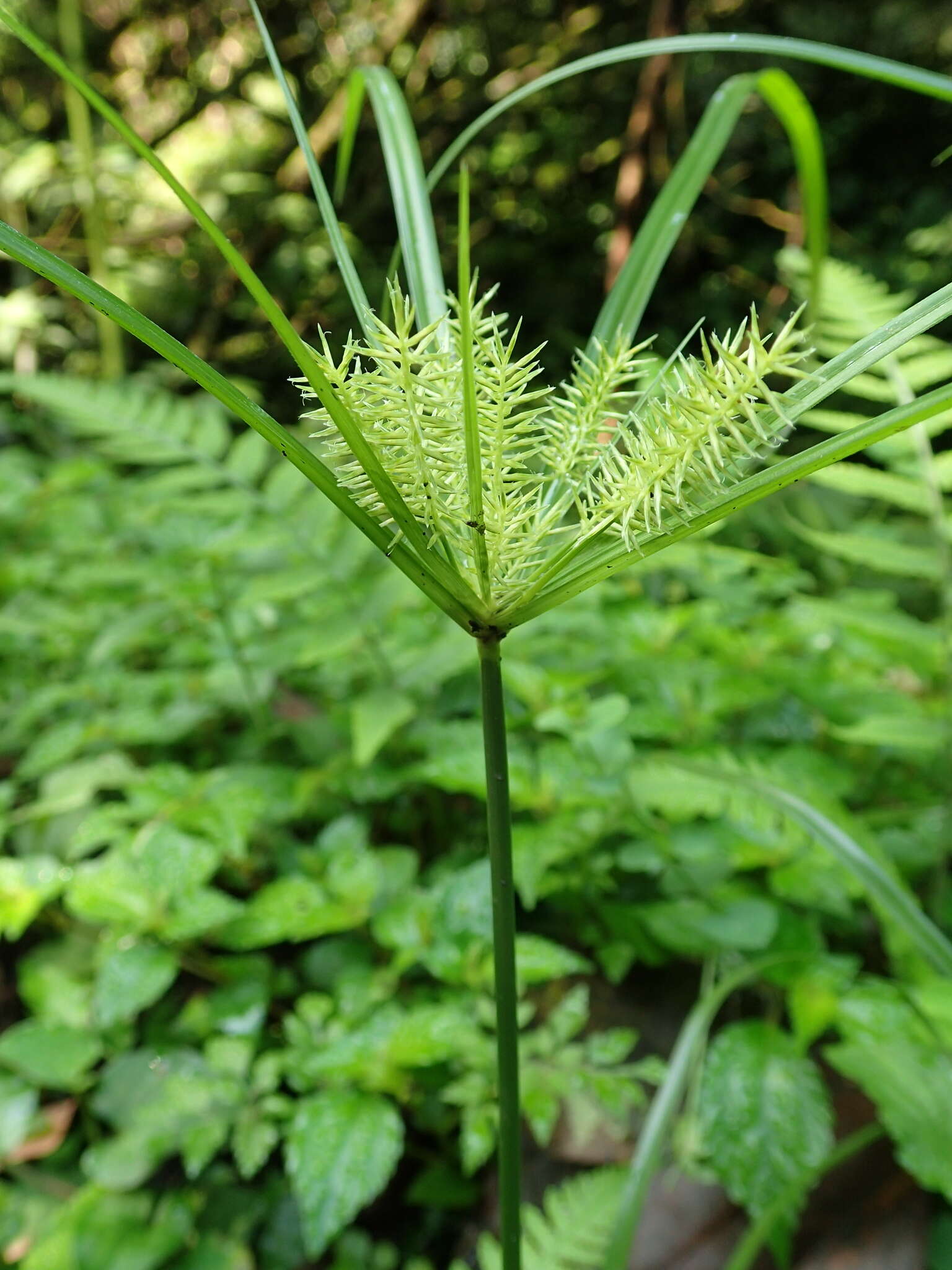 Слика од Cyperus cyperoides (L.) Kuntze