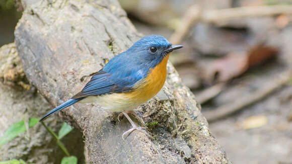 Image of Hill Blue Flycatcher