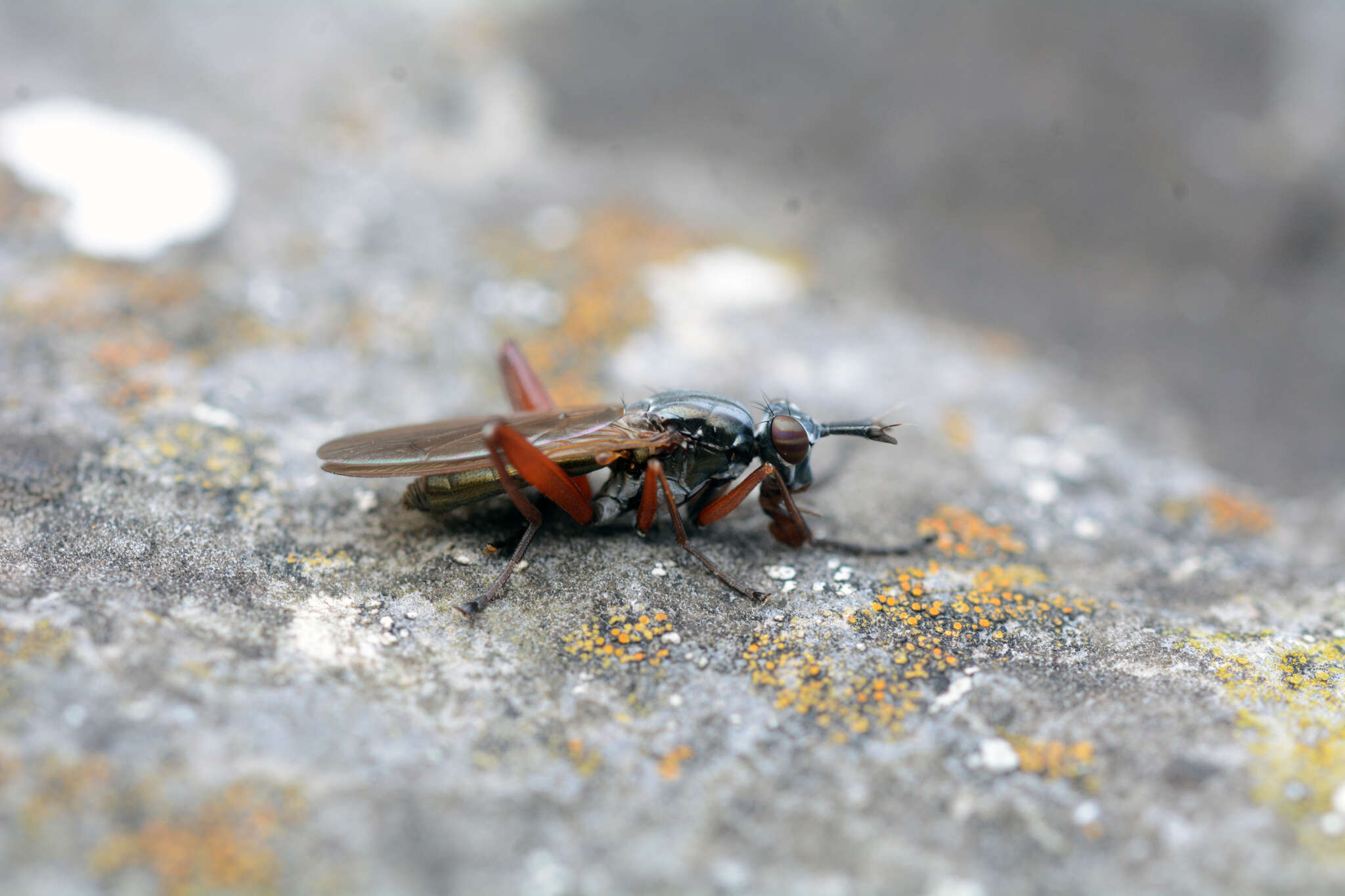 Imagem de Sepedon sphegea (Fabricius 1775)