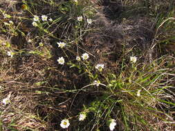 Sivun Perezia multiflora subsp. sonchifolia (Baker) Vuilleum. kuva