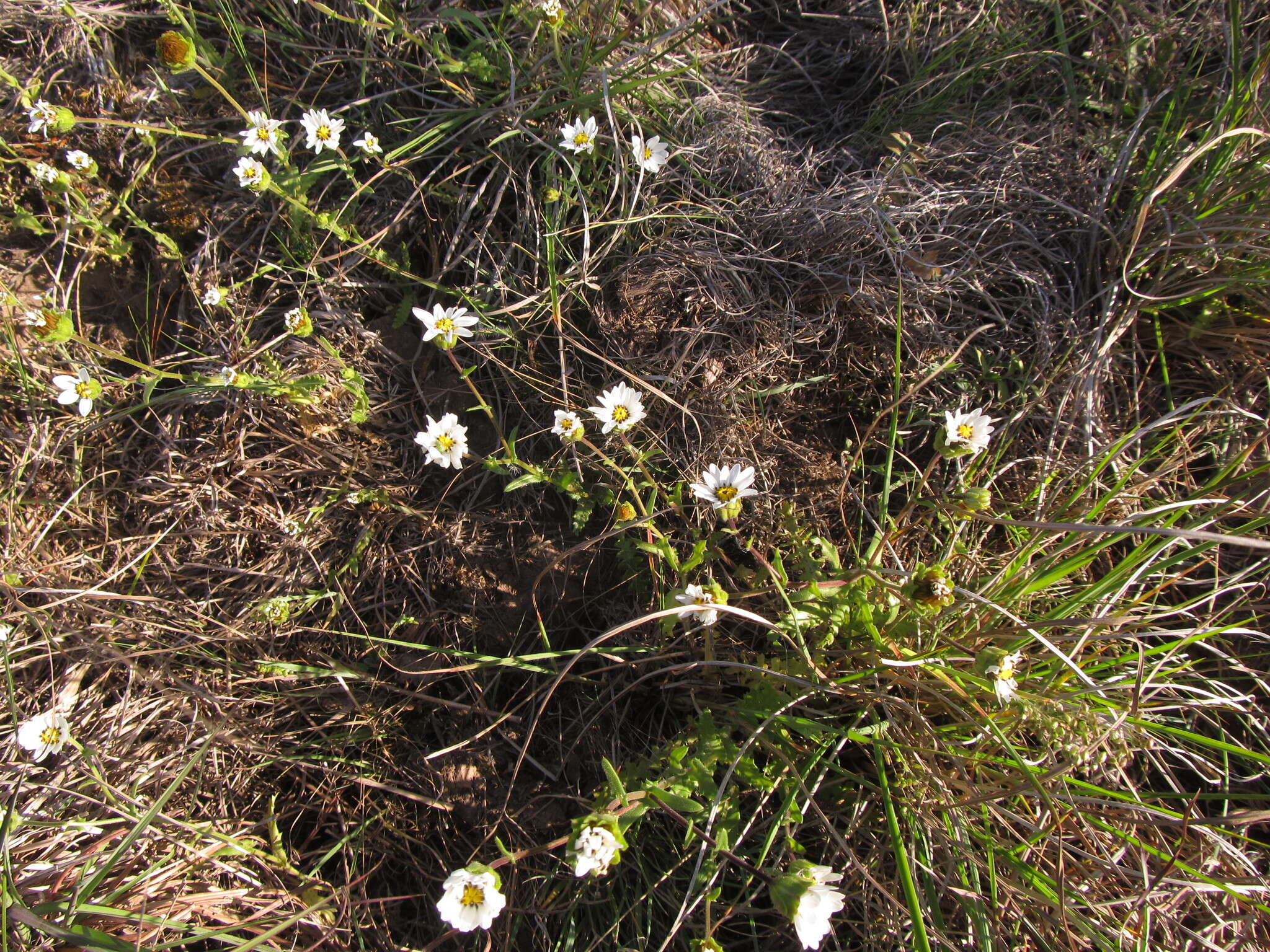 Sivun Perezia multiflora subsp. sonchifolia (Baker) Vuilleum. kuva