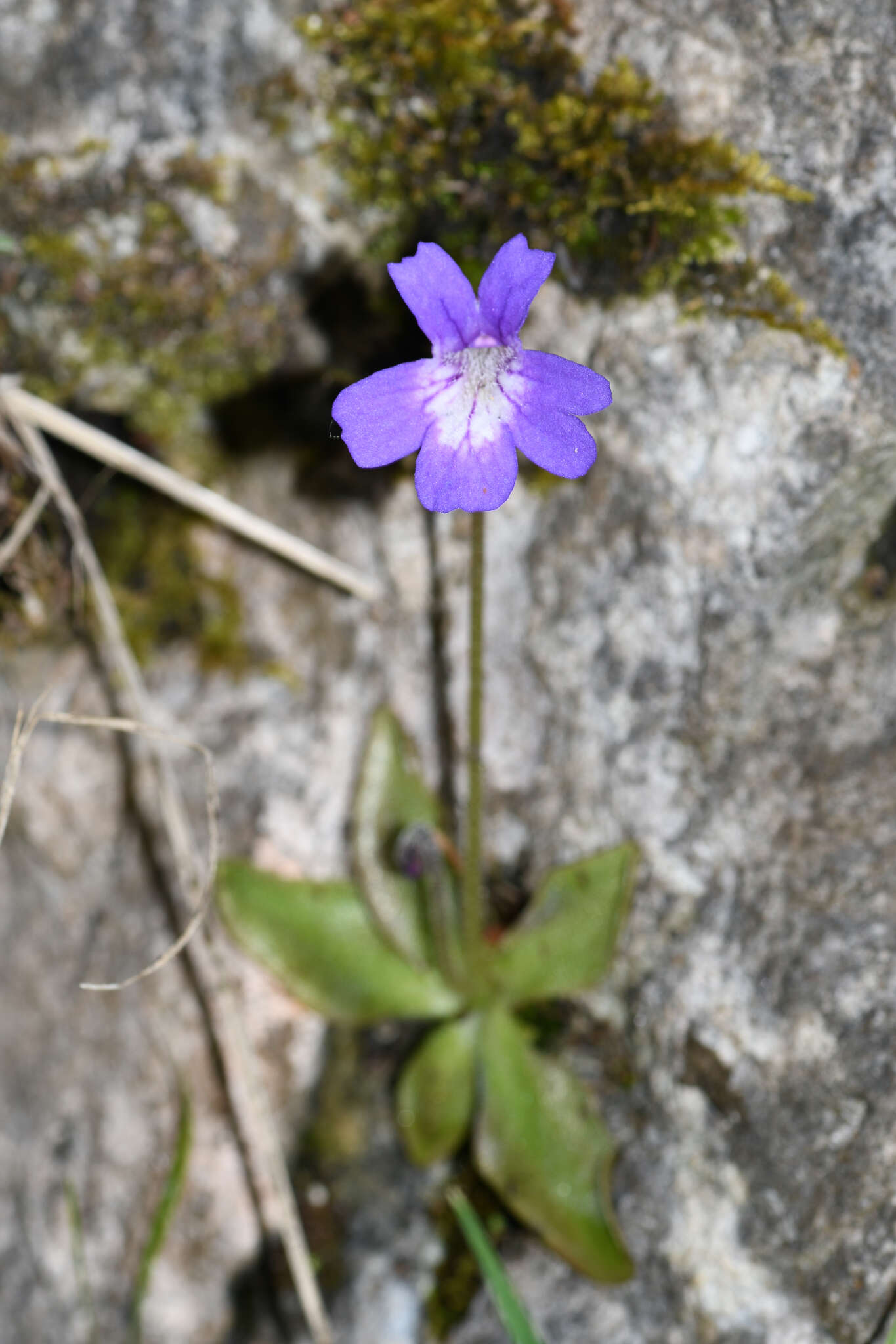 Pinguicula poldinii J. F. Steiger & Casper的圖片