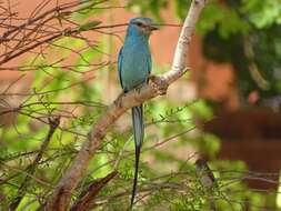 Image of Abyssinian Roller