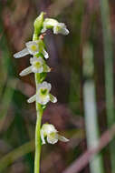 Image of Florida Ladies'-Tresses