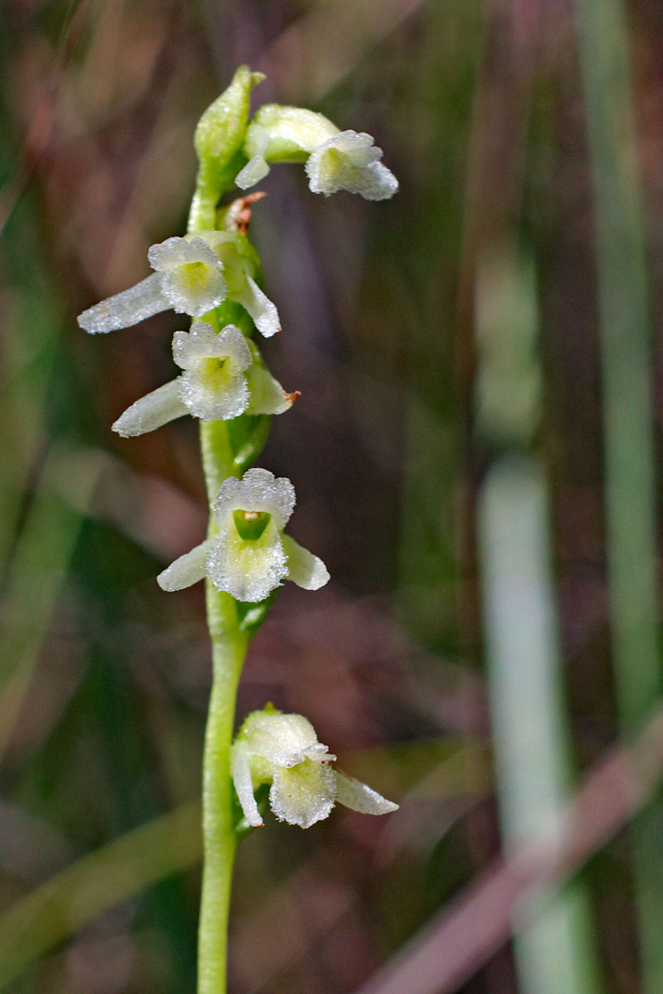 Image of Florida Ladies'-Tresses