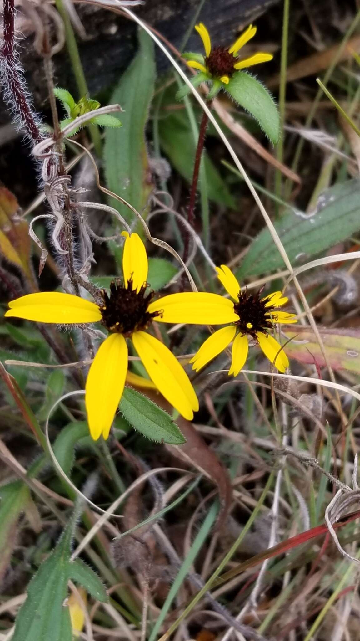 Image of browneyed Susan