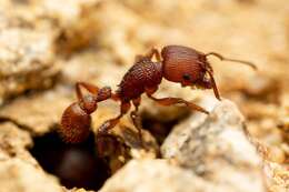 Image of Pogonomyrmex imberbiculus Wheeler 1902