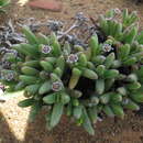 Image of Peersia macradenia (L. Bol.) L. Bol.