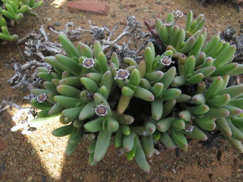 Image of Peersia macradenia (L. Bol.) L. Bol.