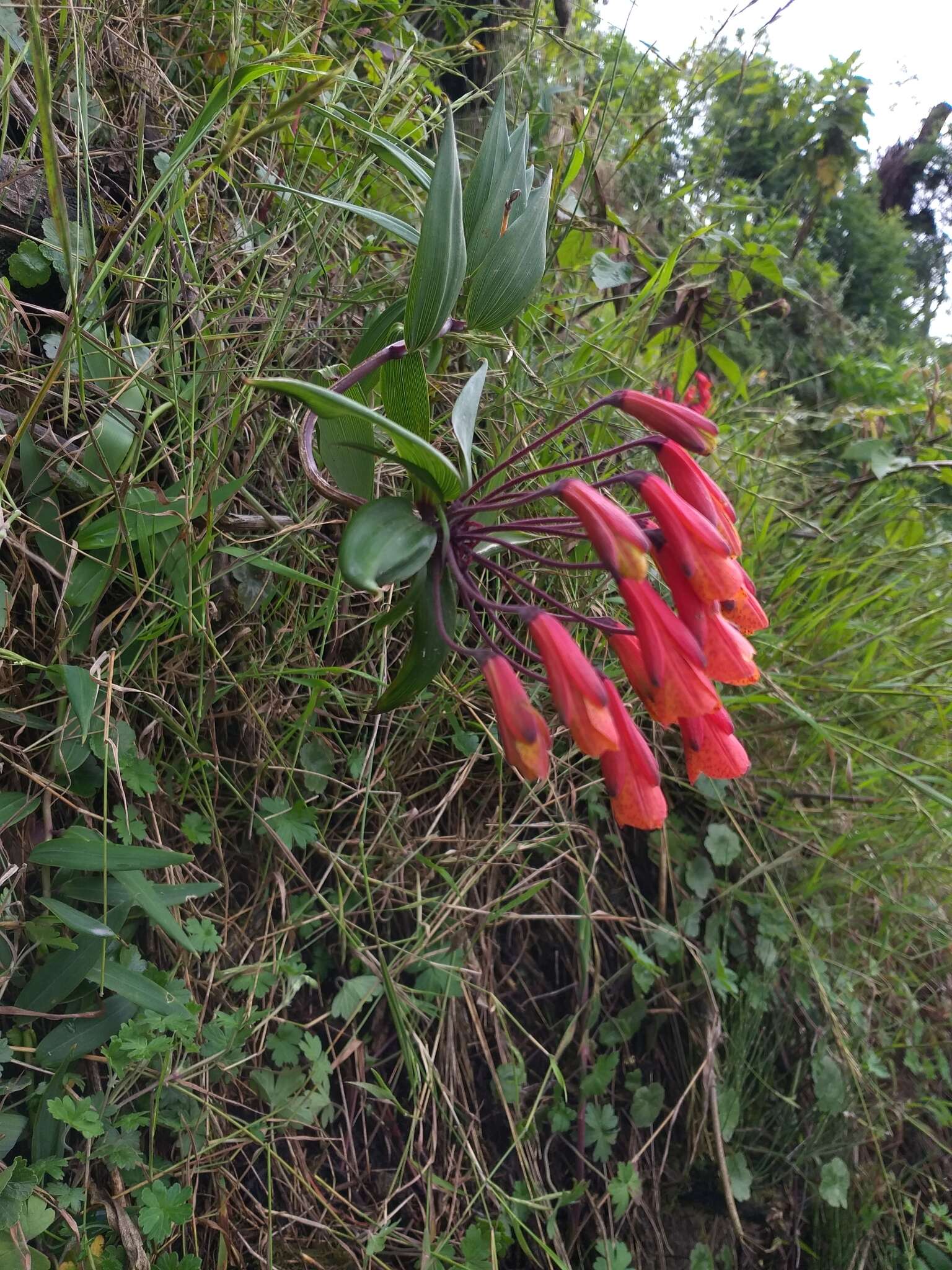 Imagem de Bomarea hirsuta (Kunth) Herb.