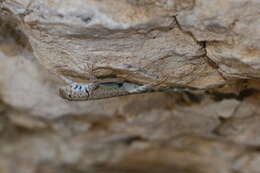 Image of Sceloporus merriami longipunctatus Olson 1973