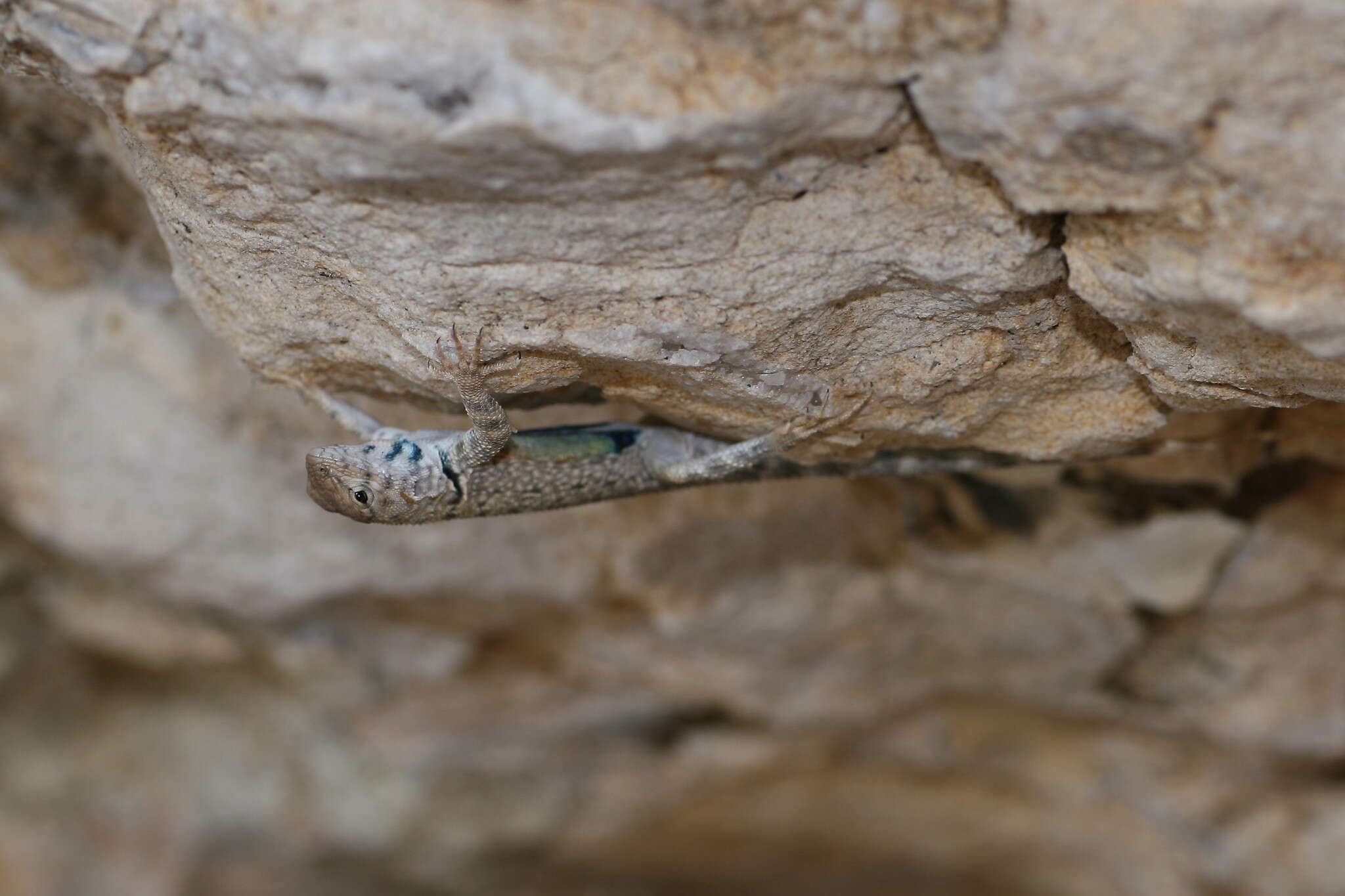 Image of Sceloporus merriami longipunctatus Olson 1973