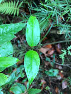 Image of <i>Vincetoxicum hirsutum</i>