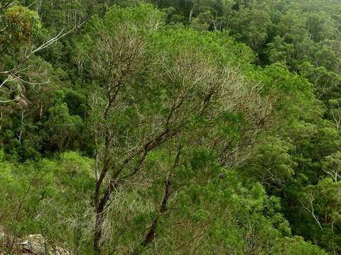 Image of Melaleuca armillaris subsp. armillaris