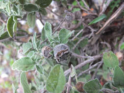 Image of Greek oregano