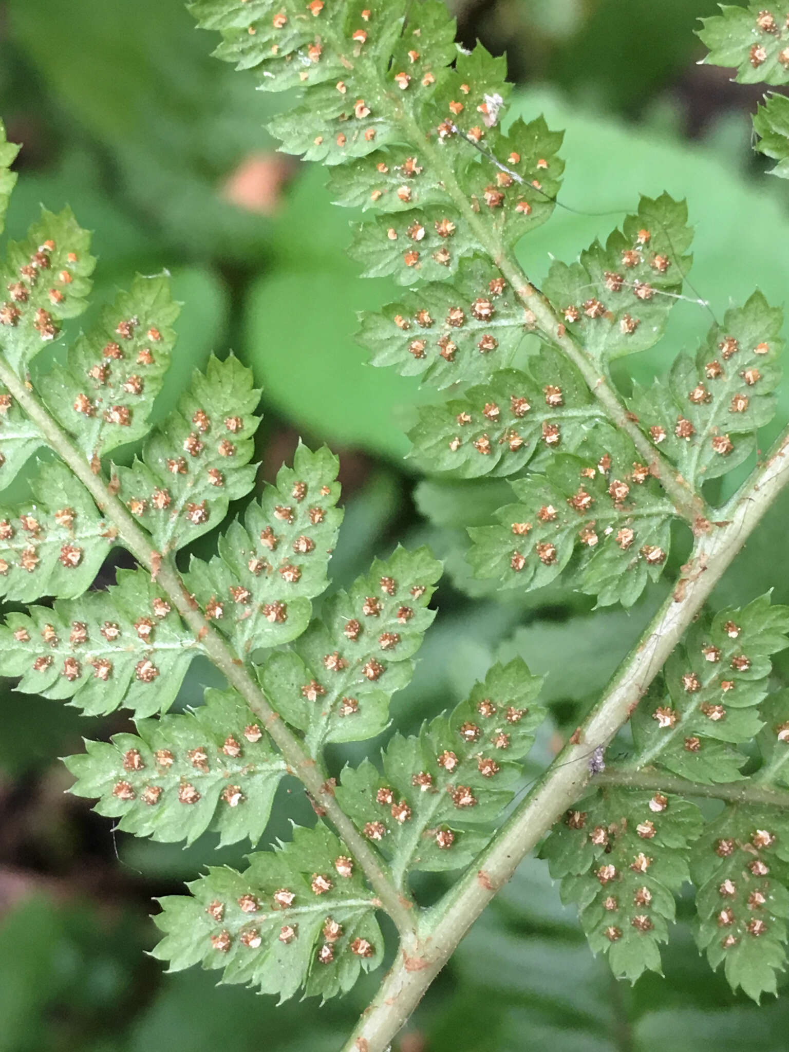 Image of broad buckler-fern