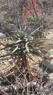 Aloe divaricata A. Berger resmi