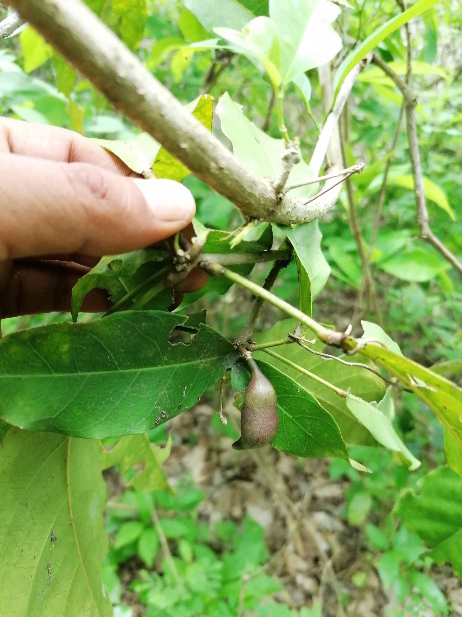 Image of Bunchosia palmeri S. Wats.