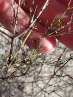 Image of Stenotis brevipes (Rose) Terrell