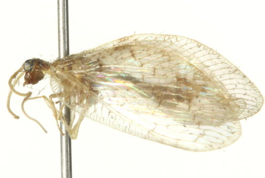 Image of <i>Hemerobius marginatus</i> Stephens 1836