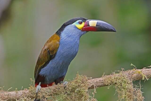 Image of Plate-billed Mountain Toucan