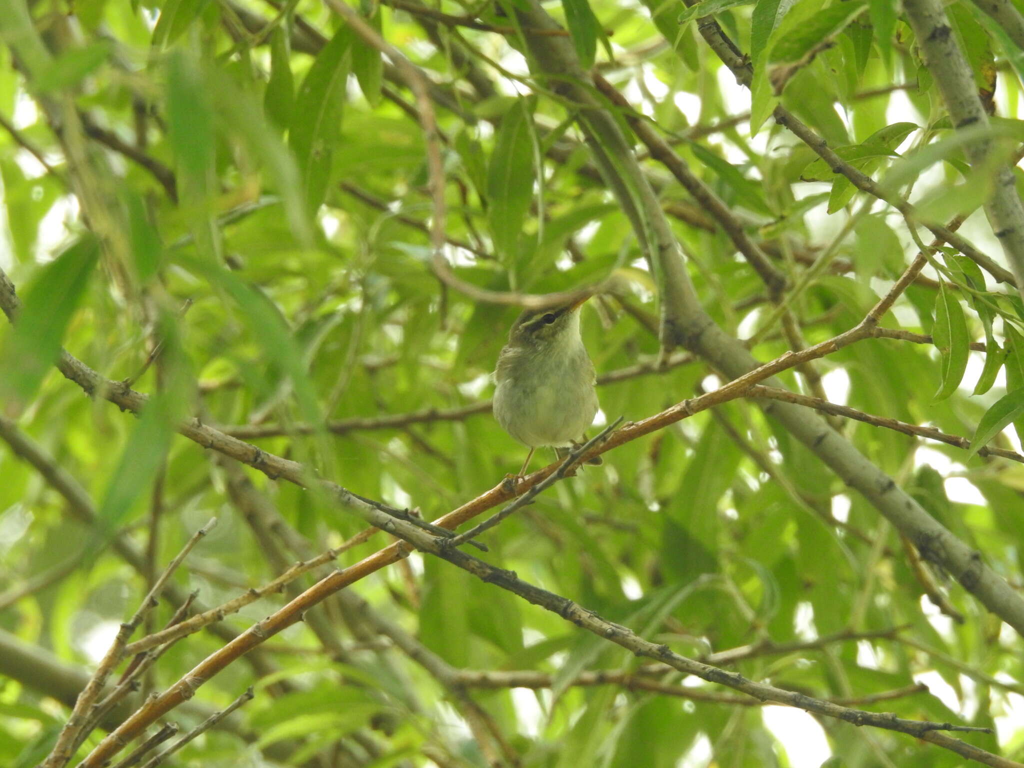 Image of Arctic Warbler