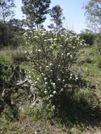 Image of Ageratina brevipes (DC.) R. King & H. Rob.