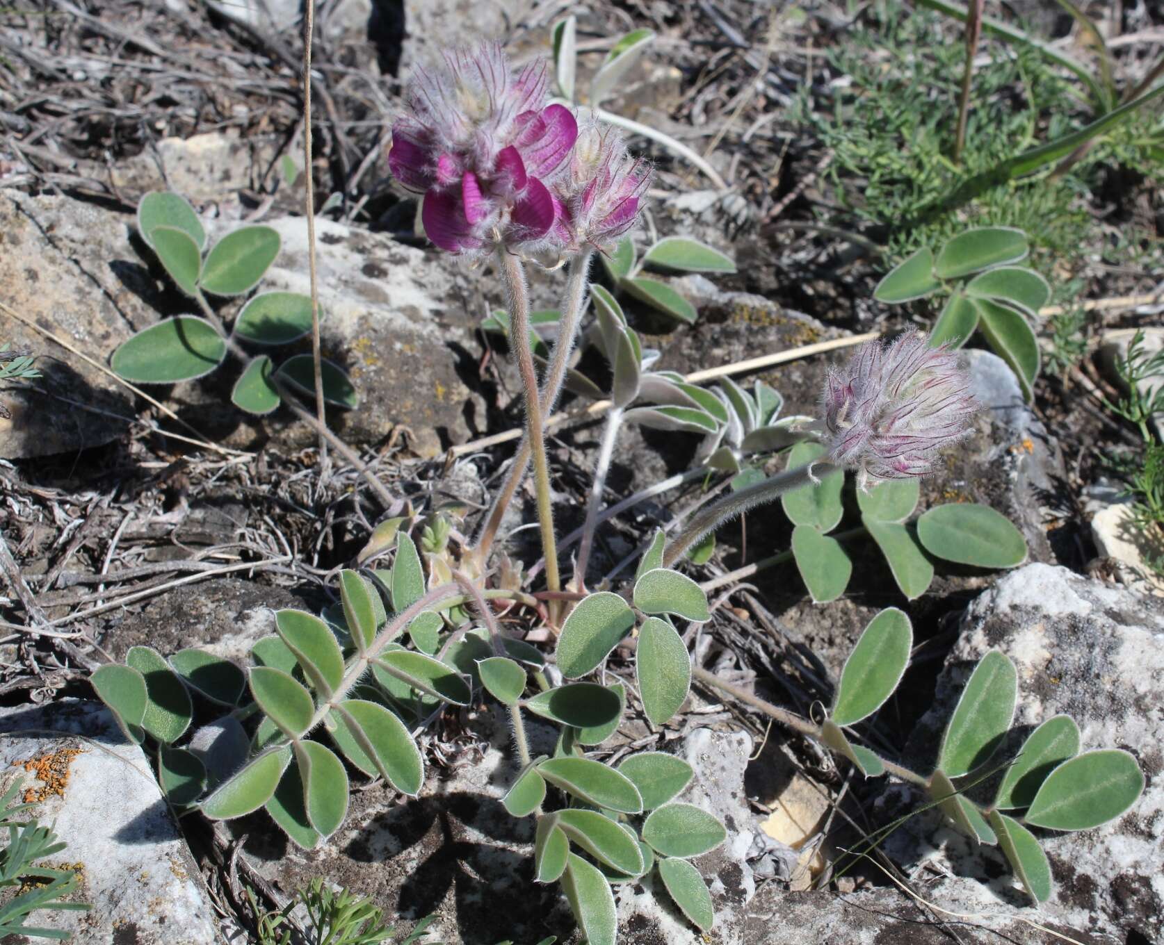 Plancia ëd Hedysarum argyrophyllum Ledeb.