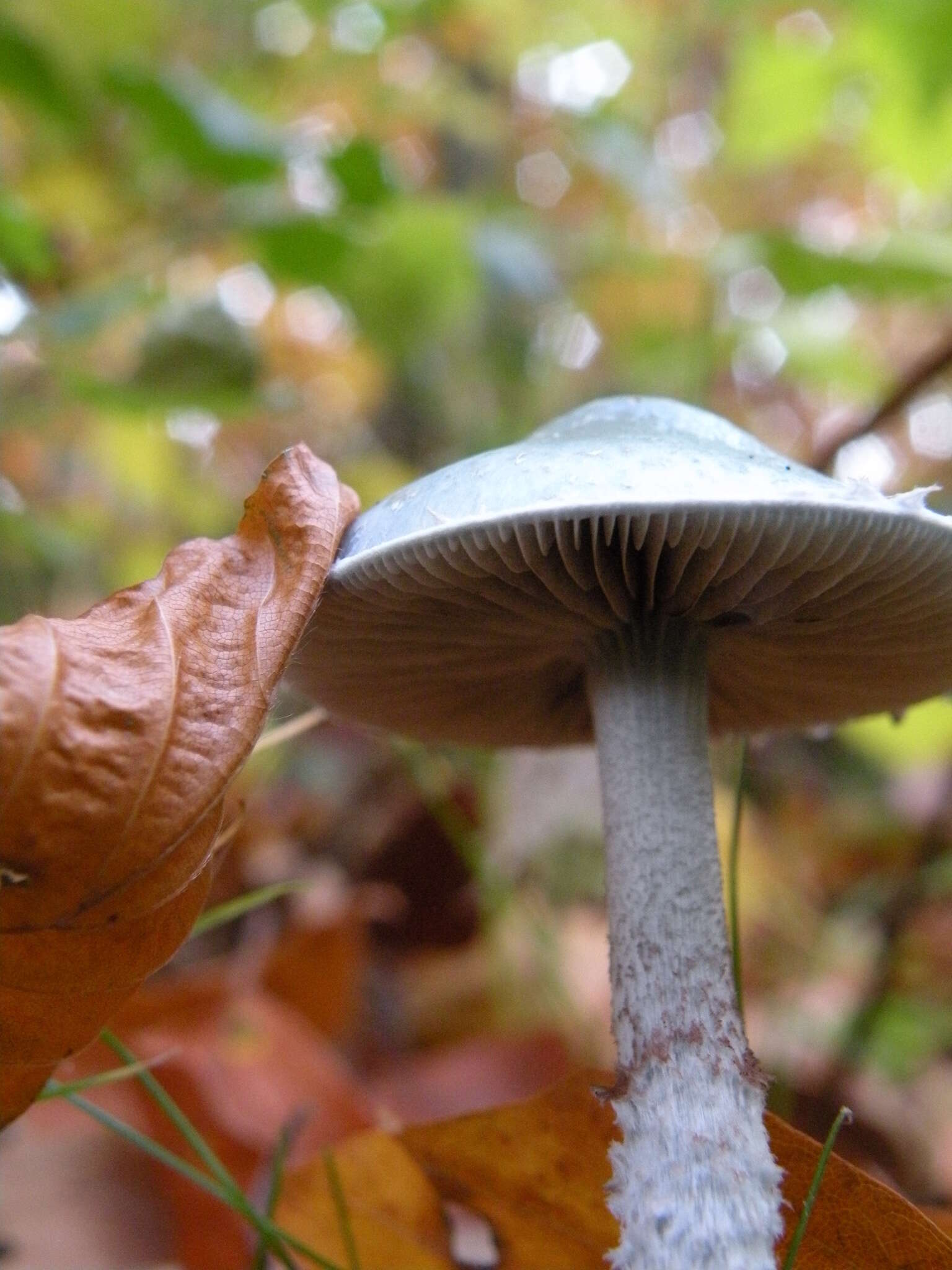 Plancia ëd Stropharia caerulea Kreisel 1979