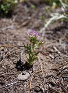 Image of Copeland's owl's-clover