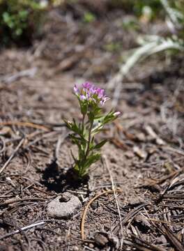 Imagem de Orthocarpus cuspidatus subsp. copelandii (Eastw.) T. I. Chuang & L. R. Heckard