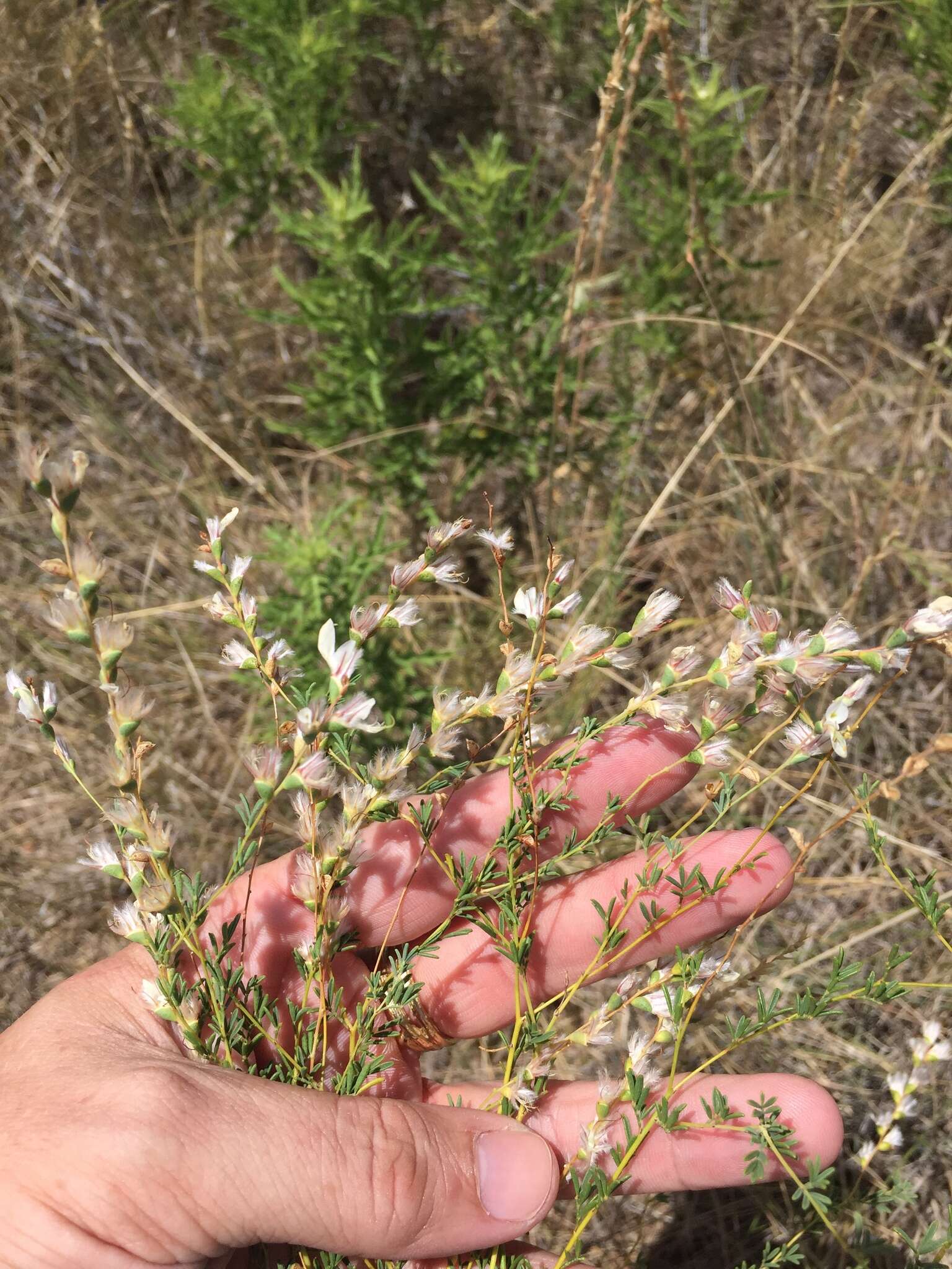 Image of nineanther prairie clover