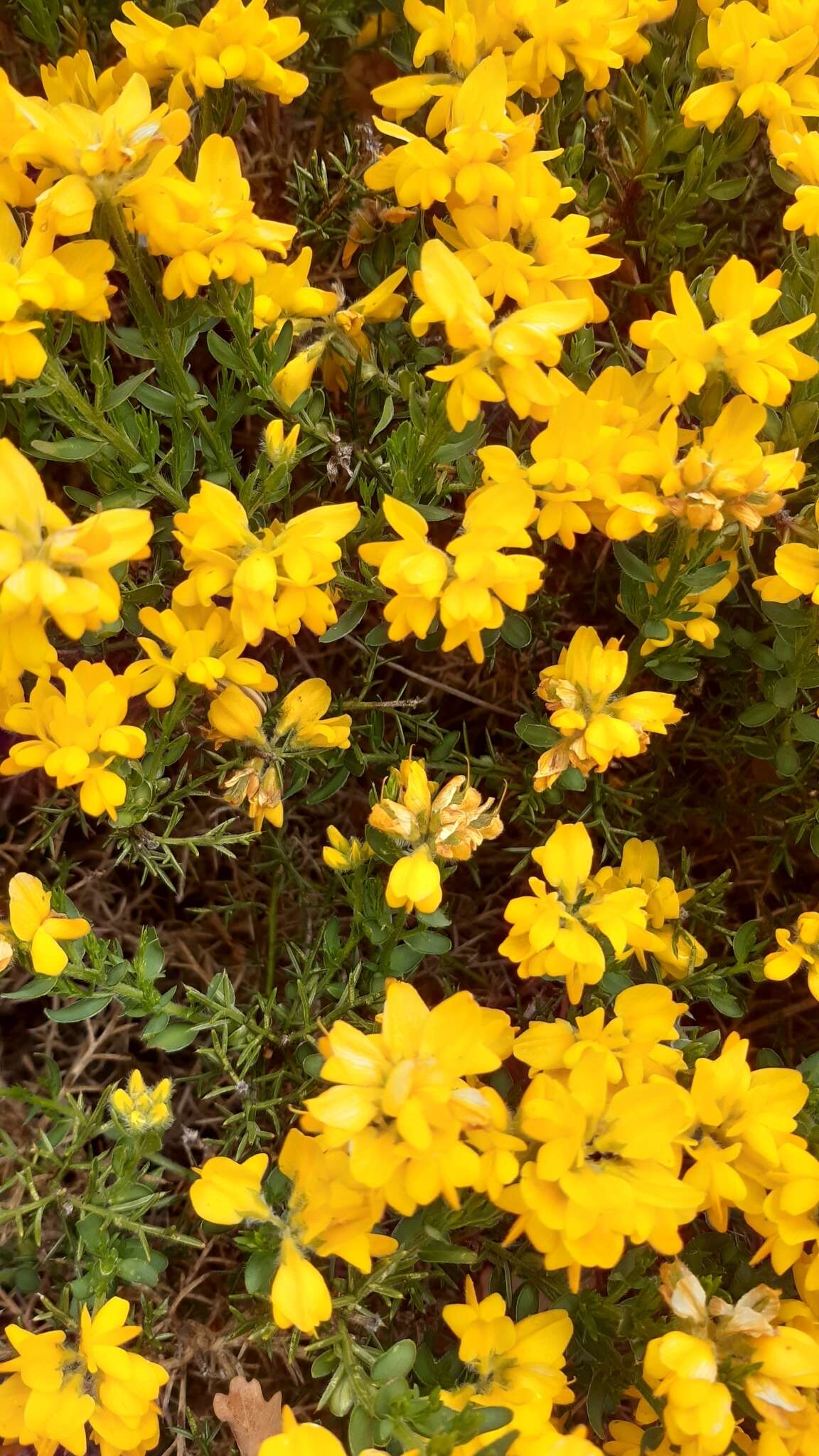 Image of Genista hispanica subsp. occidentalis Rouy