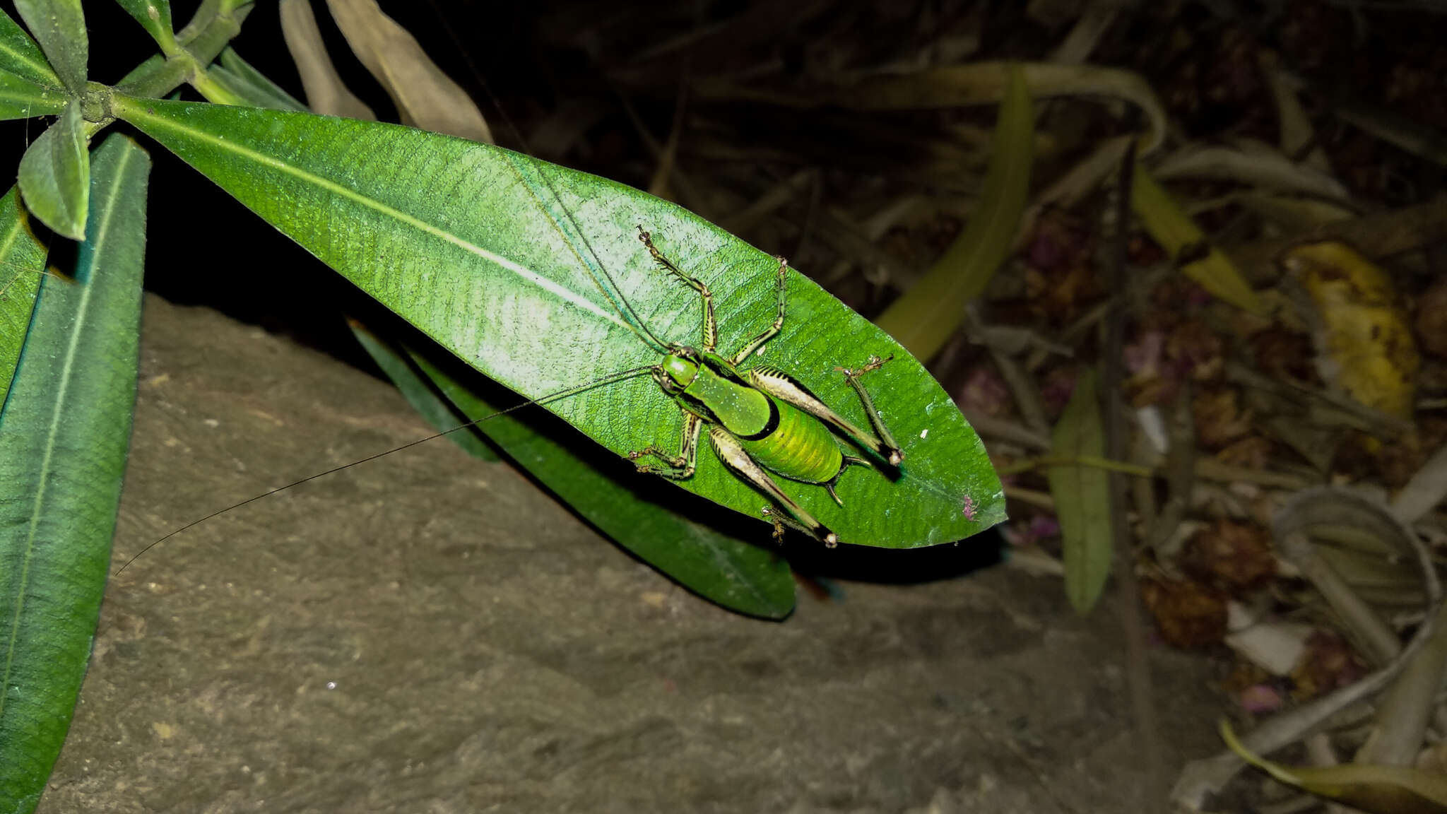 Image de Eupholidoptera garganica La Greca 1959