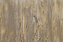 Image of Moustached Warbler