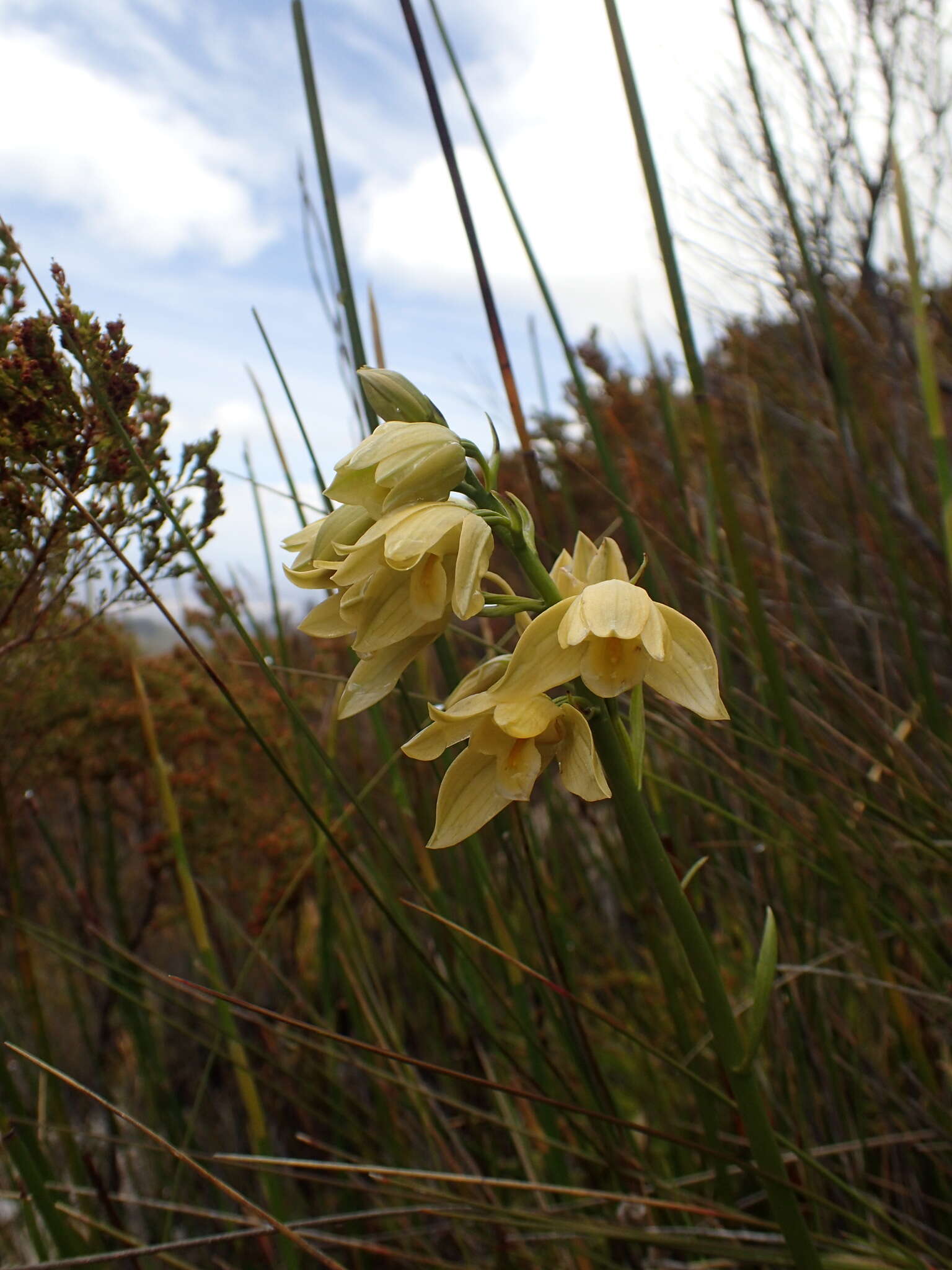 Eulophia tabularis (L. fil.) Bolus的圖片