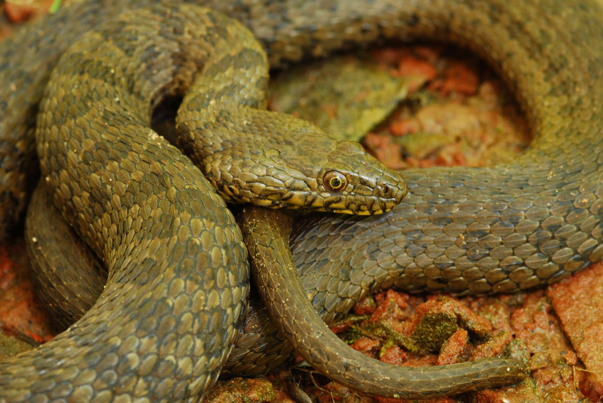 Image of Narrowhead Garter Snake