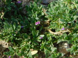 Image of seaside petunia