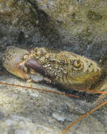 Image of Yellow Round Crab