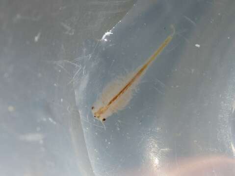 Image of San Diego fairy shrimp